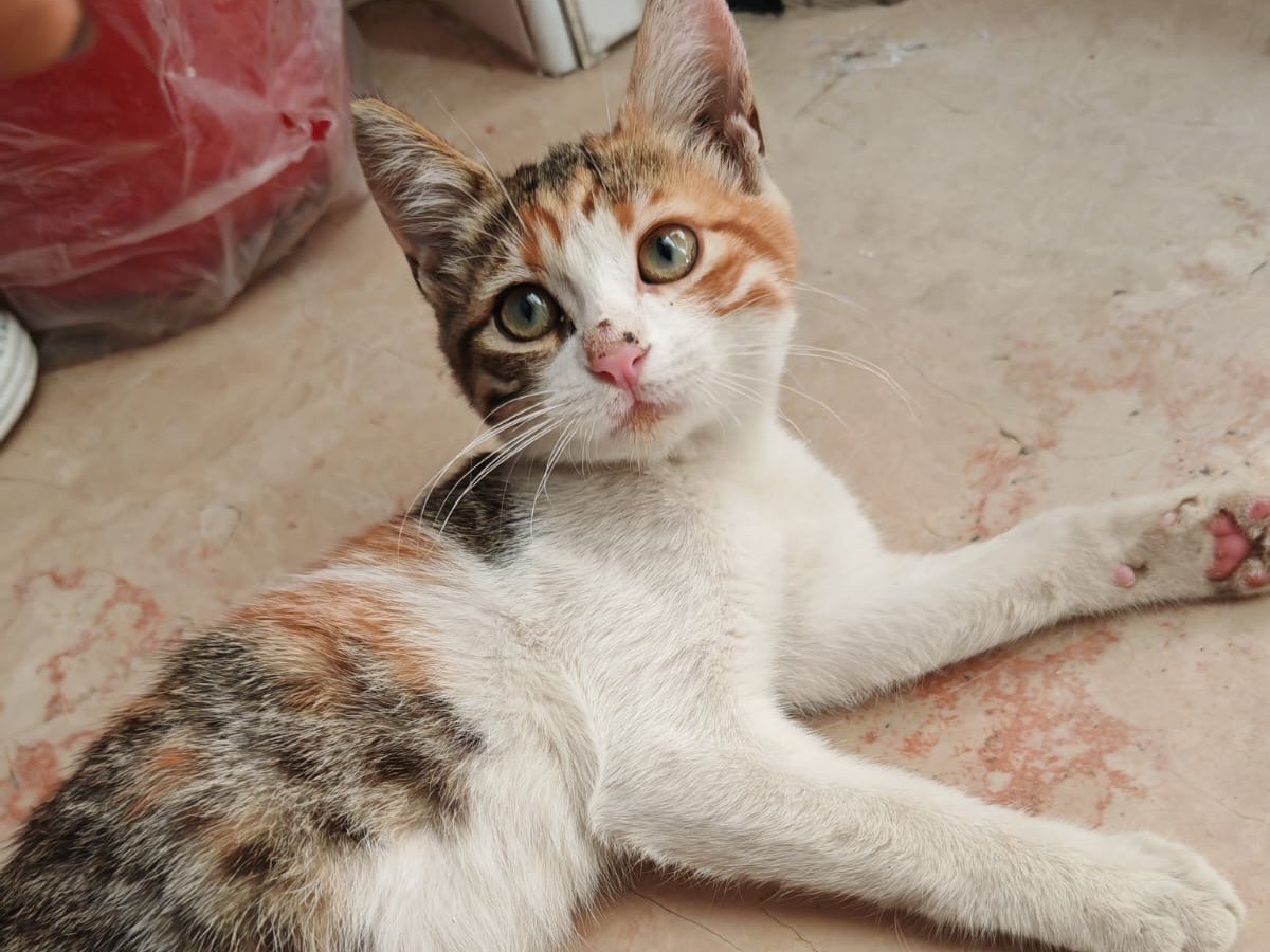 Adotta un gatto, femmina, 3 mesi, Benevento