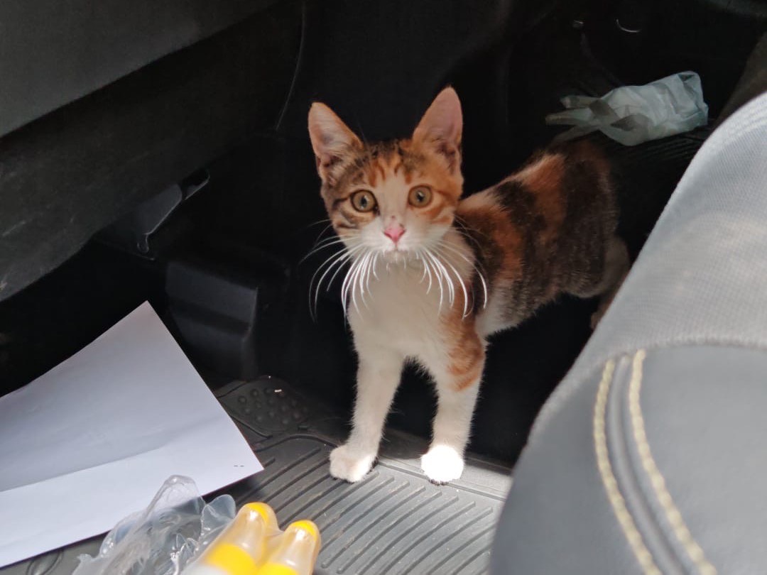 Adotta un gatto, taglia non valida, femmina, Benevento
