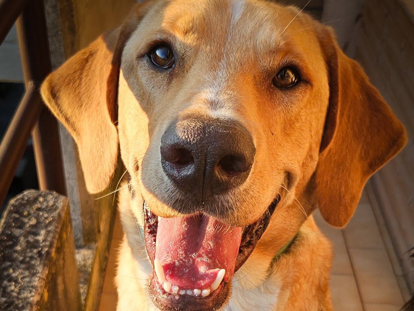 Adozione cane, maschio, Labrador Retriever Segugio, 1 anno e 9 mesi, taglia gigante, Siena