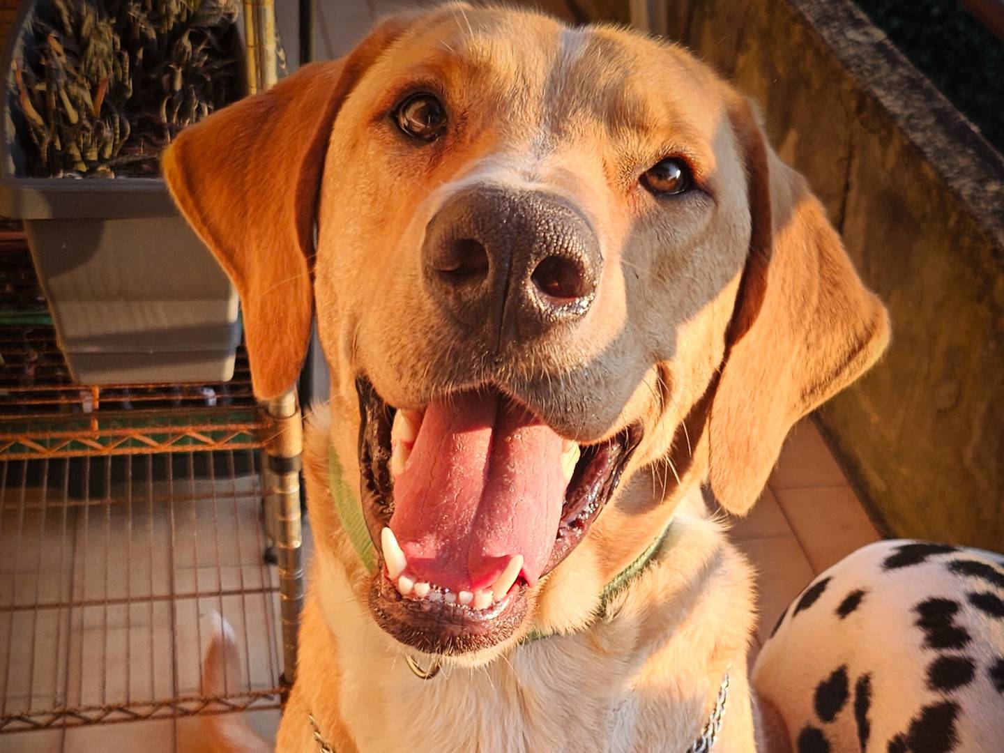 Adotta un cane, maschio, 1 anno e 9 mesi, Siena