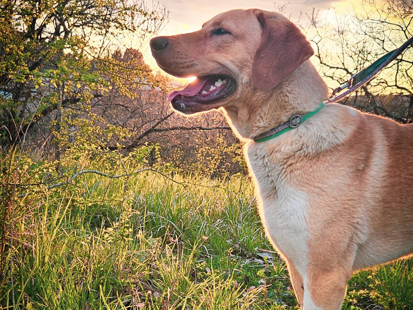 Adotta un cane, taglia gigante, maschio, Siena