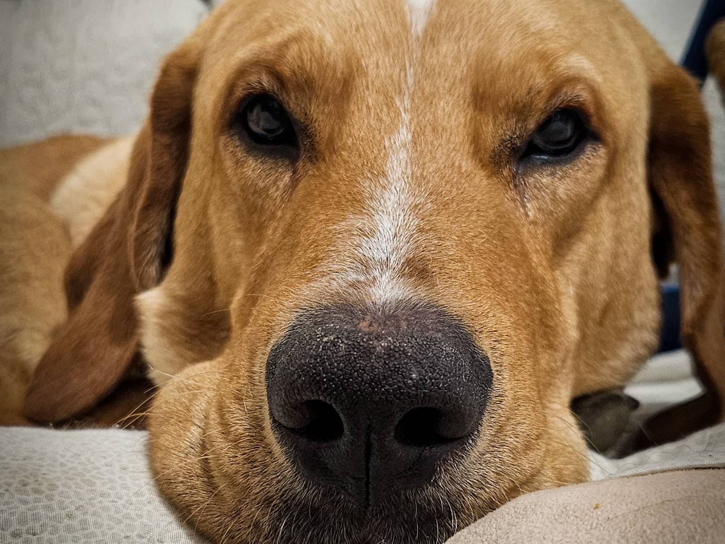 Vuoi adottare un cane a Siena?