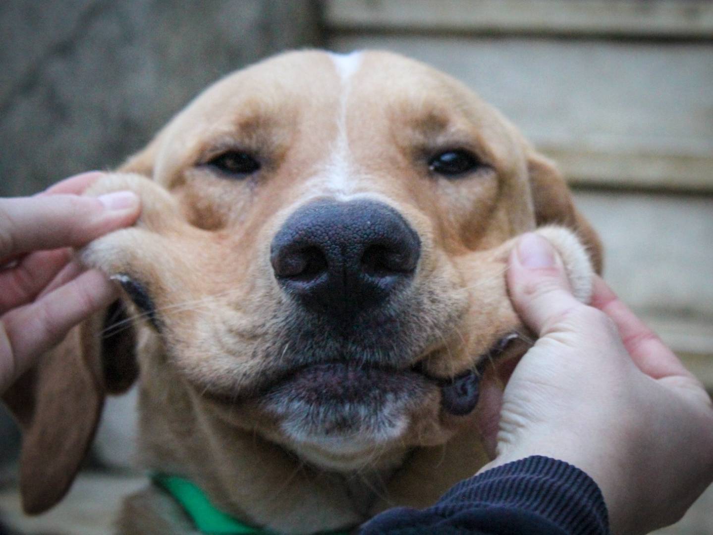 Adotta il cane Geggè a Siena