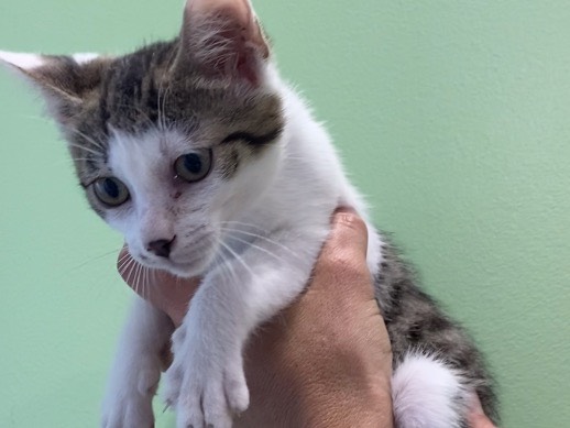 Adozione gatto, maschio, Razza sconosciuta Razza sconosciuta, 2 mesi, taglia non valida, Torino
