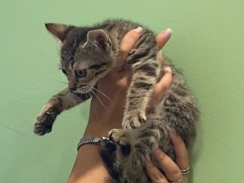 Adozione gatto, maschio, Razza sconosciuta Razza sconosciuta, 6 mesi, taglia non valida, Torino