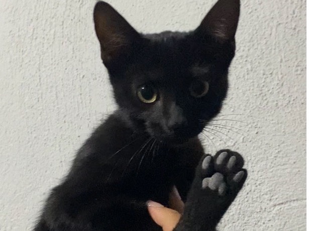 Adozione gatto, maschio, Razza sconosciuta Razza sconosciuta, 1 mesi, taglia non valida, Torino