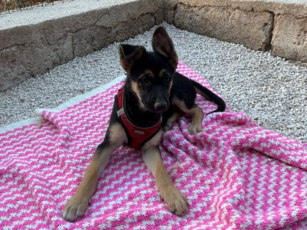 Adozione cane, femmina, Pastore tedesco Razza sconosciuta, 3 mesi, taglia media, Bari