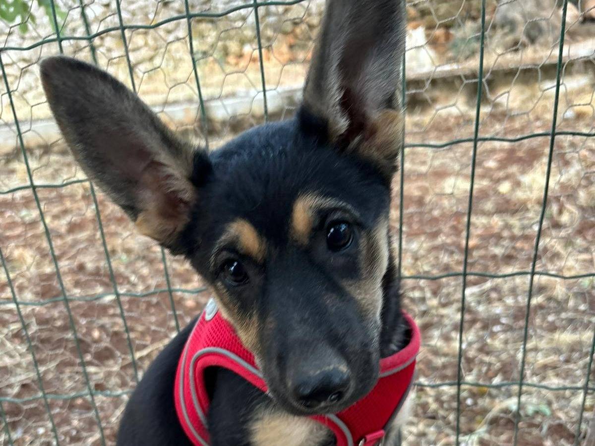 Adotta un cane, femmina, 3 mesi, Bari