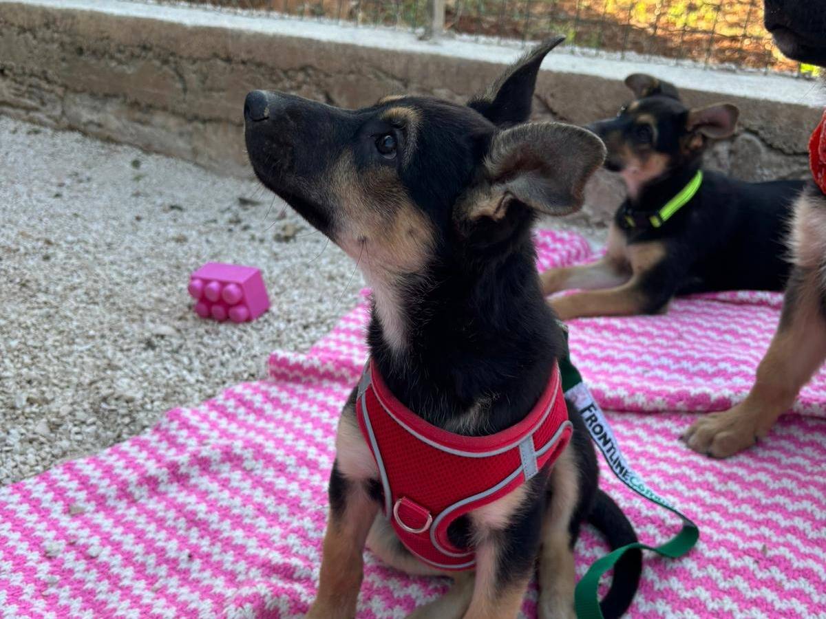Adotta un cane, taglia media, femmina, Bari