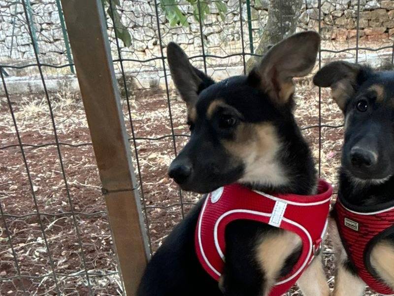 Vuoi adottare un cane a Bari?
