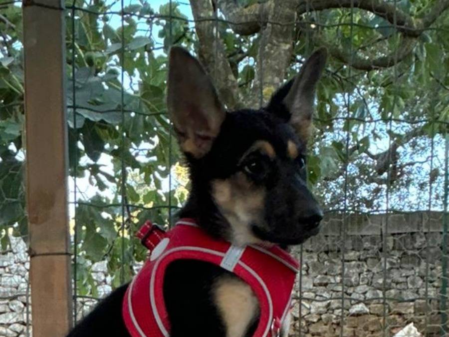 Adotta il cane Fiamma  a Bari