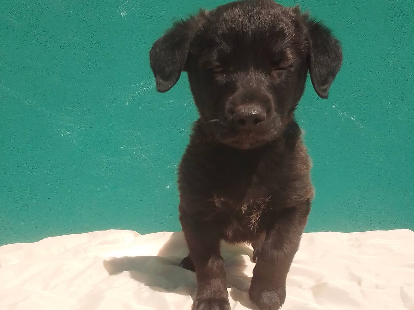 Vuoi adottare un cane a Padova?