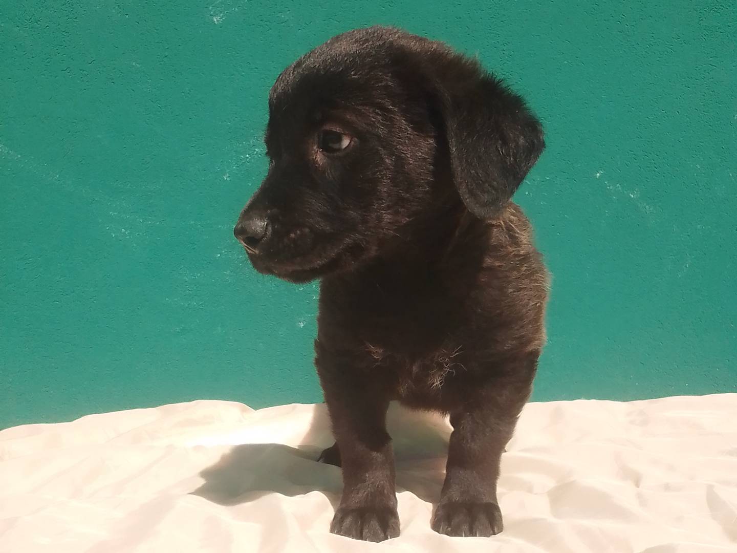 Adotta il cane PECE a Padova