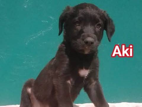 Foto 3 dell'animale