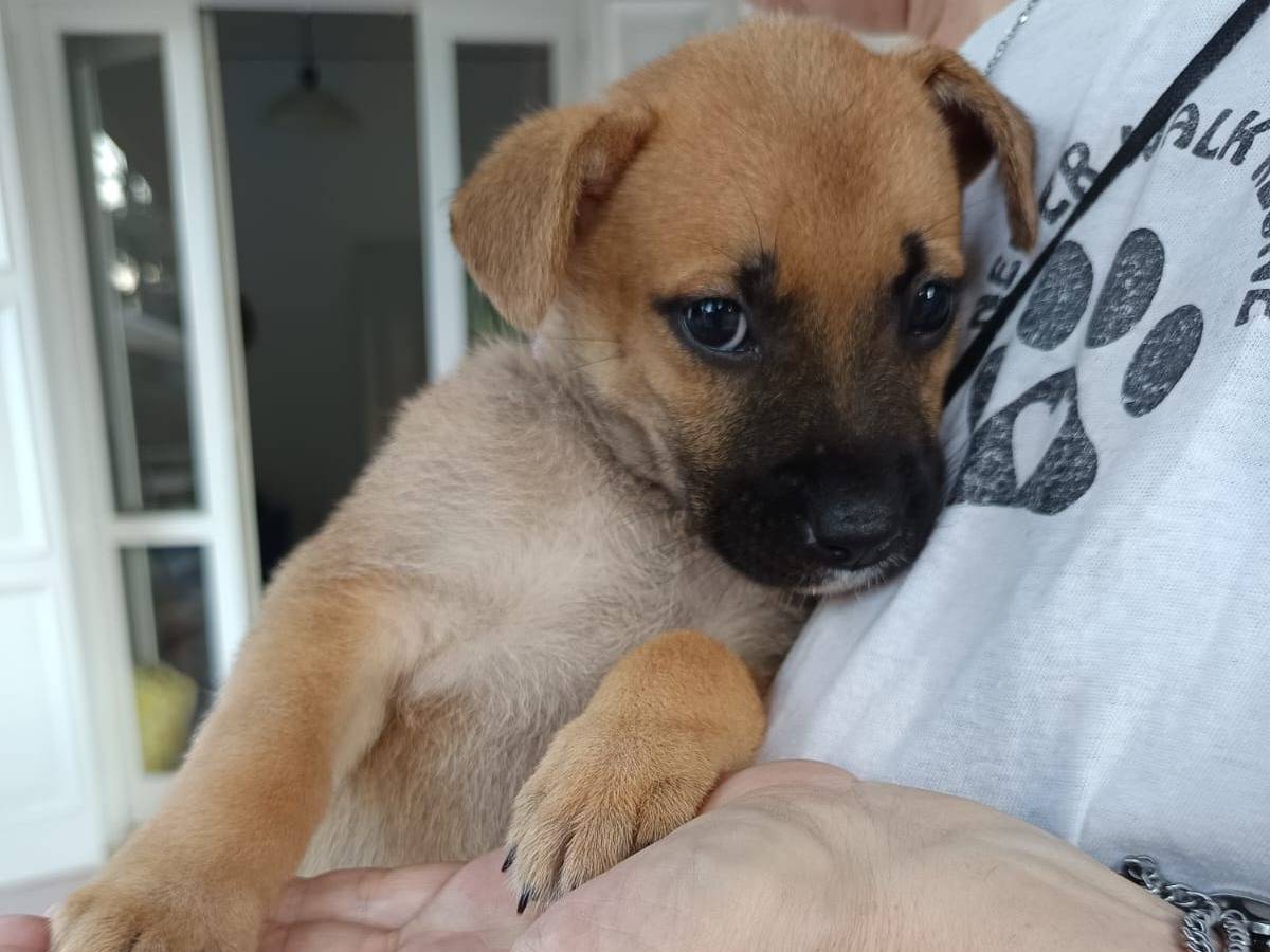 Vuoi adottare un cane a Varese?