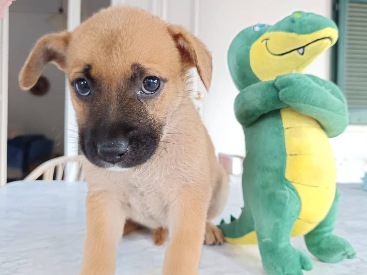Adotta il cane Pepsi a Varese