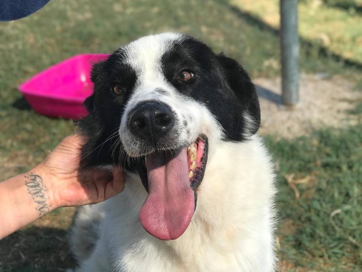 Adozione cane, maschio, Razza sconosciuta Border Collie, 2 anni e 5 mesi, taglia media, Latina
