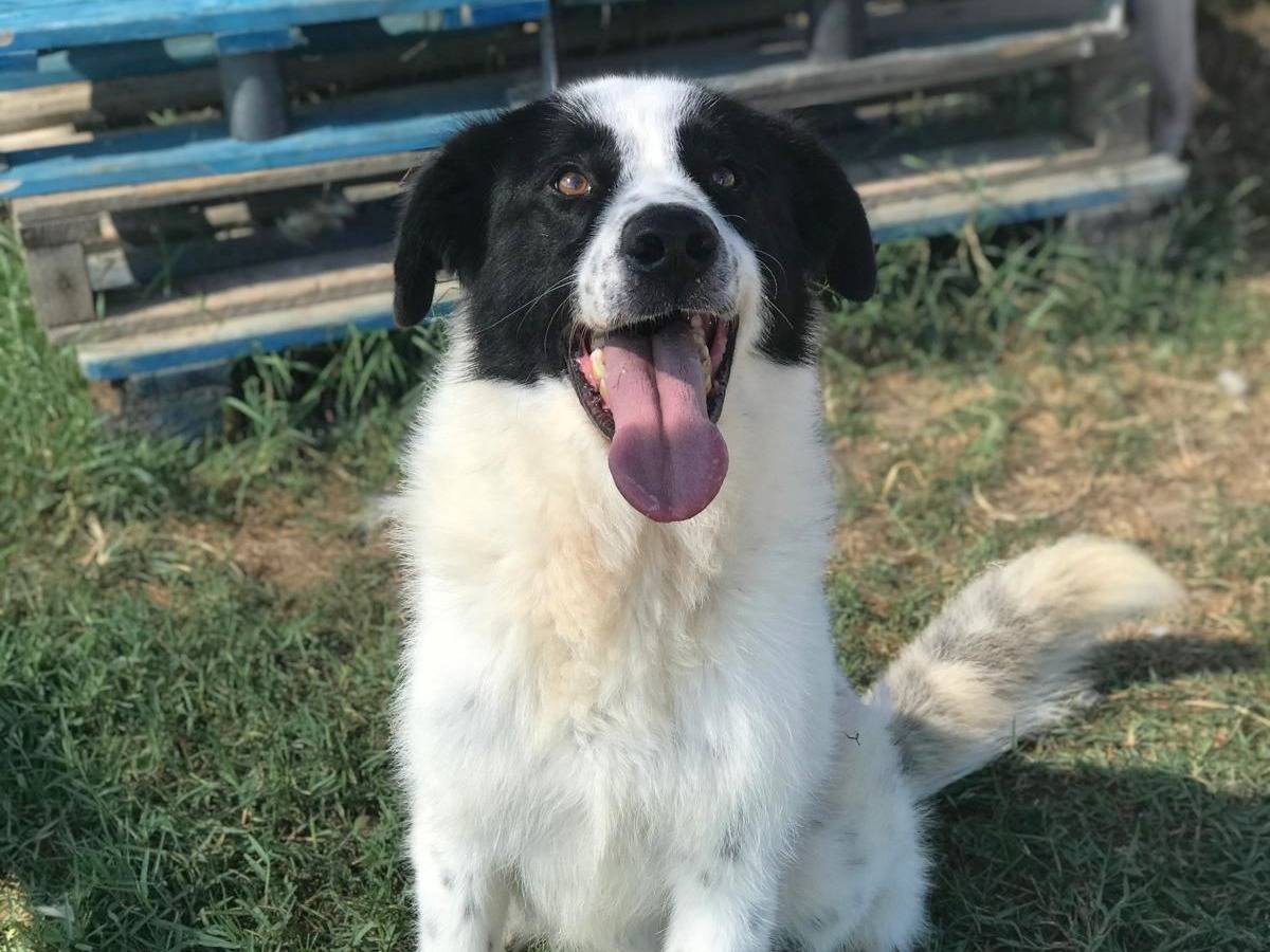 Adotta un cane, maschio, 2 anni e 5 mesi, Latina
