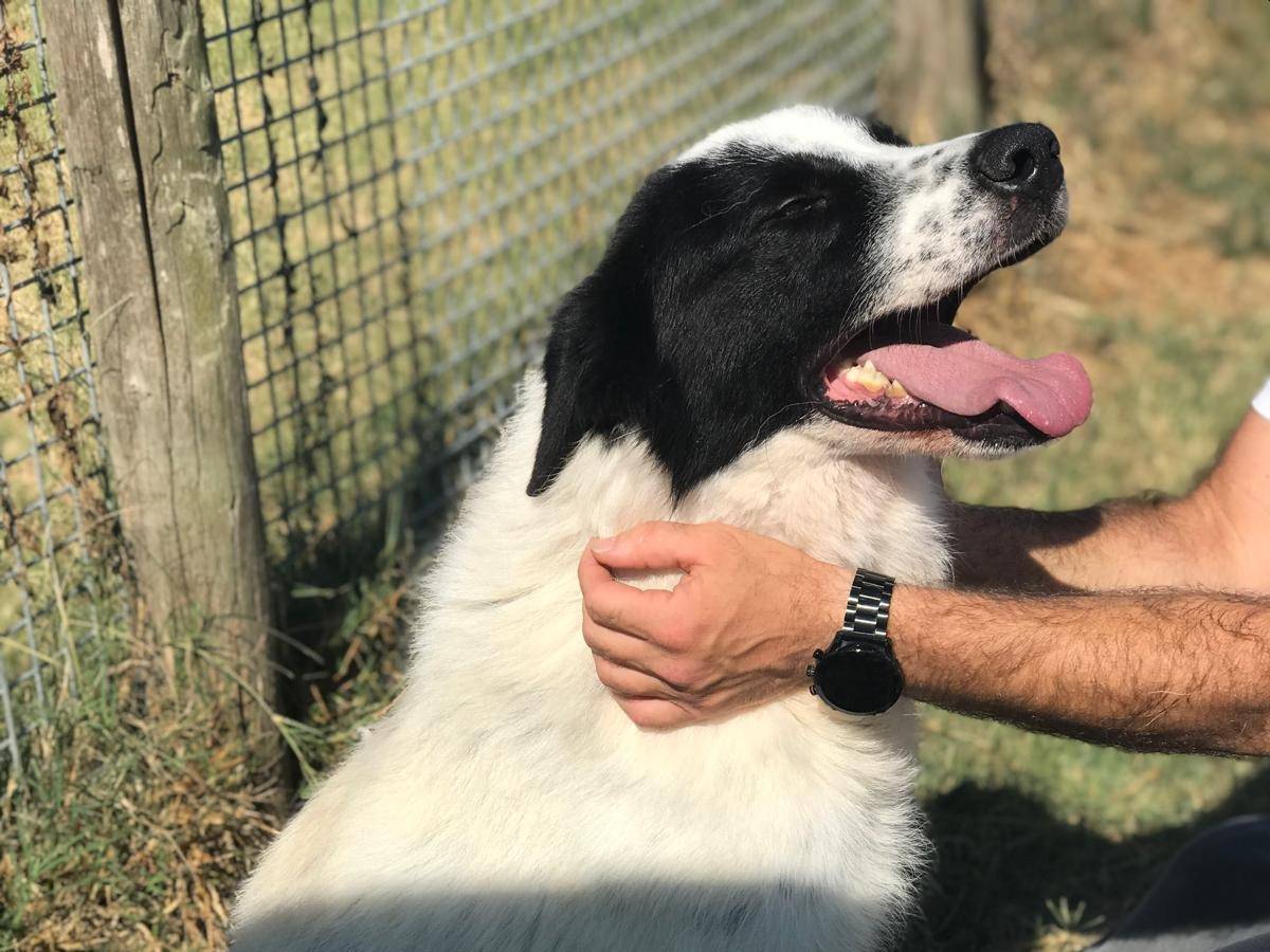 Adotta un cane, taglia media, maschio, Latina