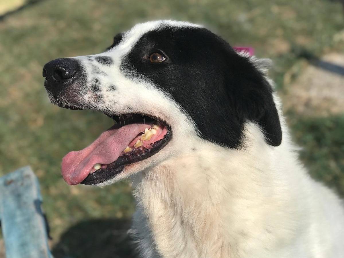Vuoi adottare un cane a Latina?