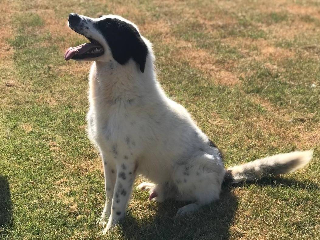 Adotta il cane BUFFALO a Latina