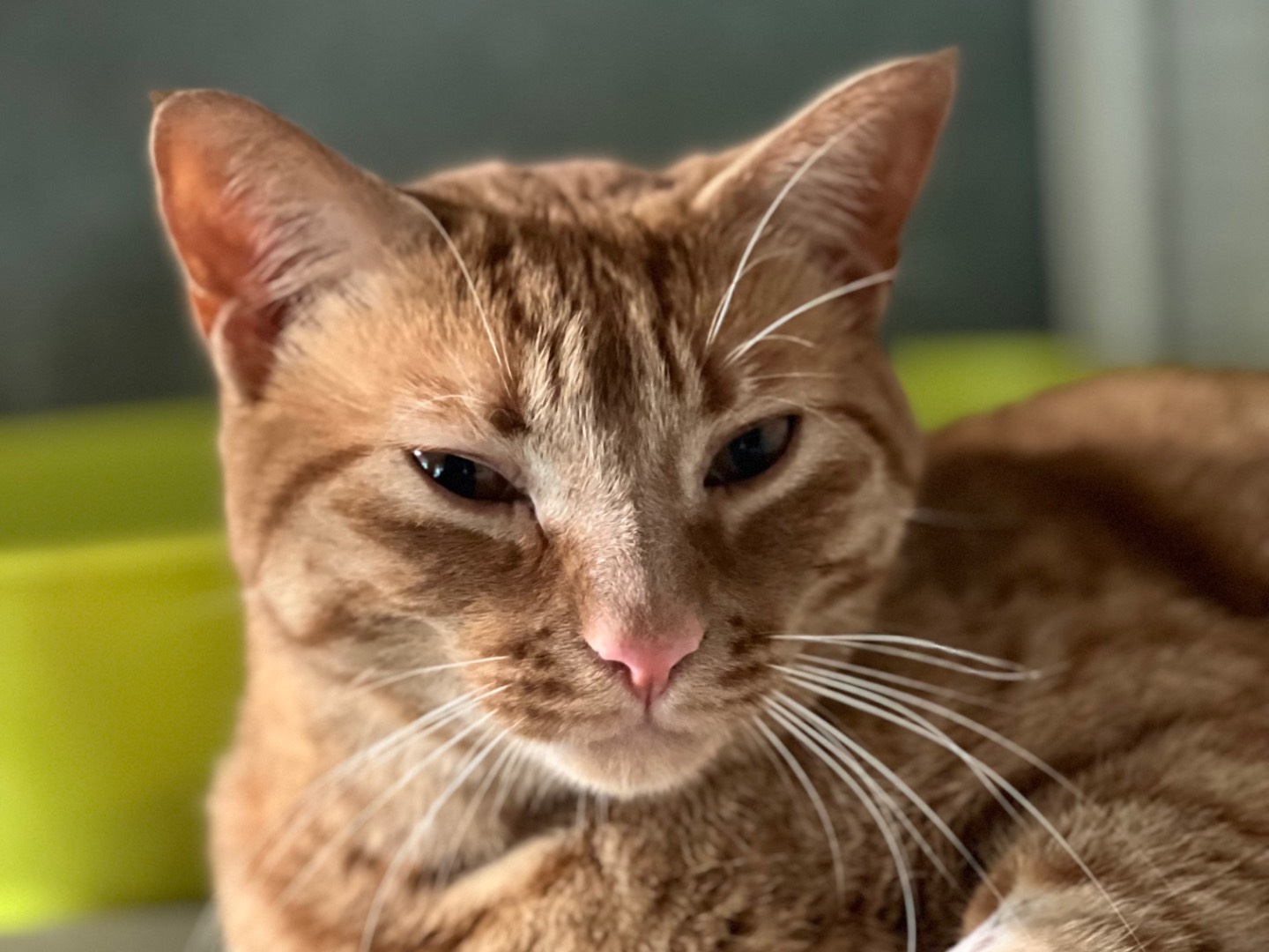 Adotta un gatto, maschio, 2 anni e 3 mesi, Milano