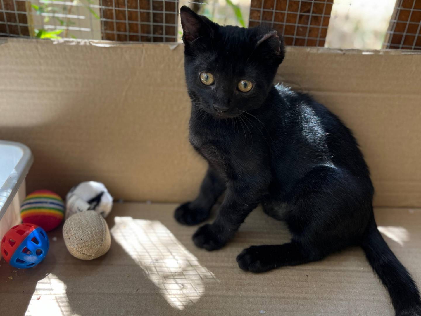 Adozione gatto, maschio, Razza sconosciuta Razza sconosciuta, 2 mesi, taglia non valida, Frosinone