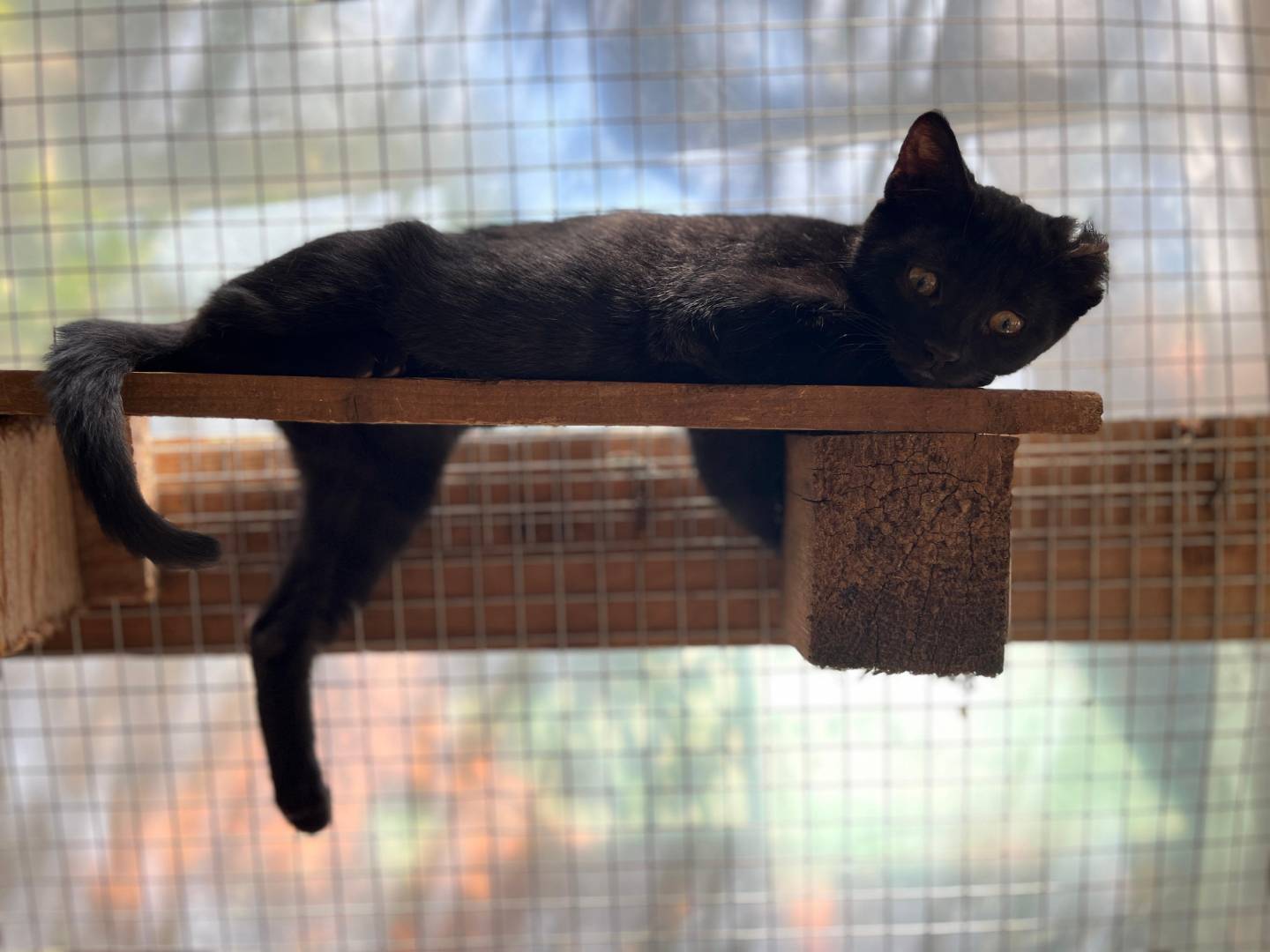 Adotta un gatto, maschio, 2 mesi, Frosinone