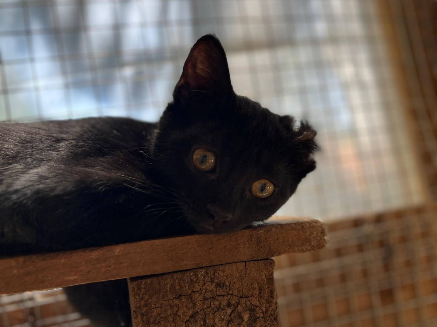 Adotta un gatto, taglia non valida, maschio, Frosinone