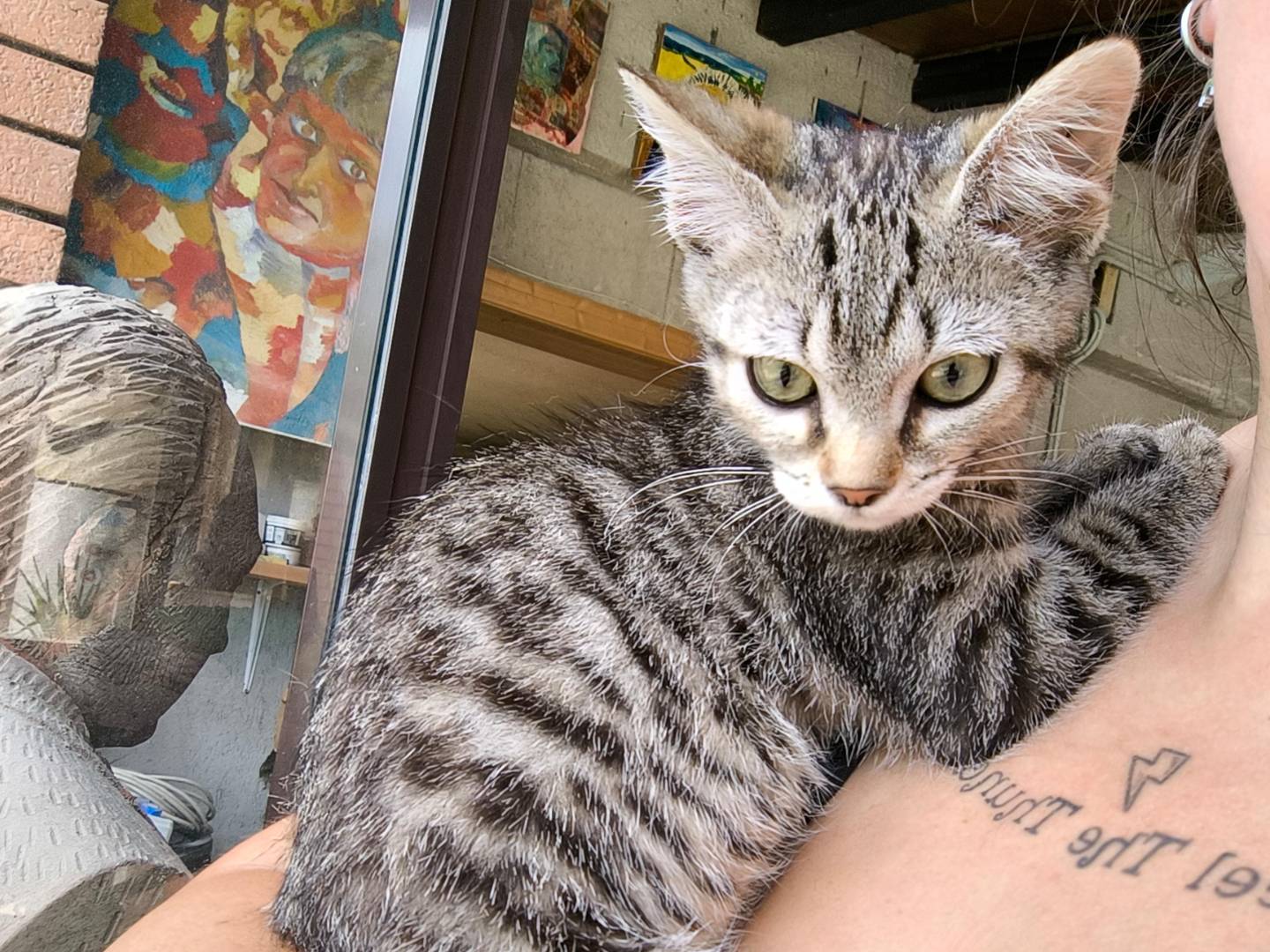 Adotta un gatto, femmina, 2 mesi, Monza