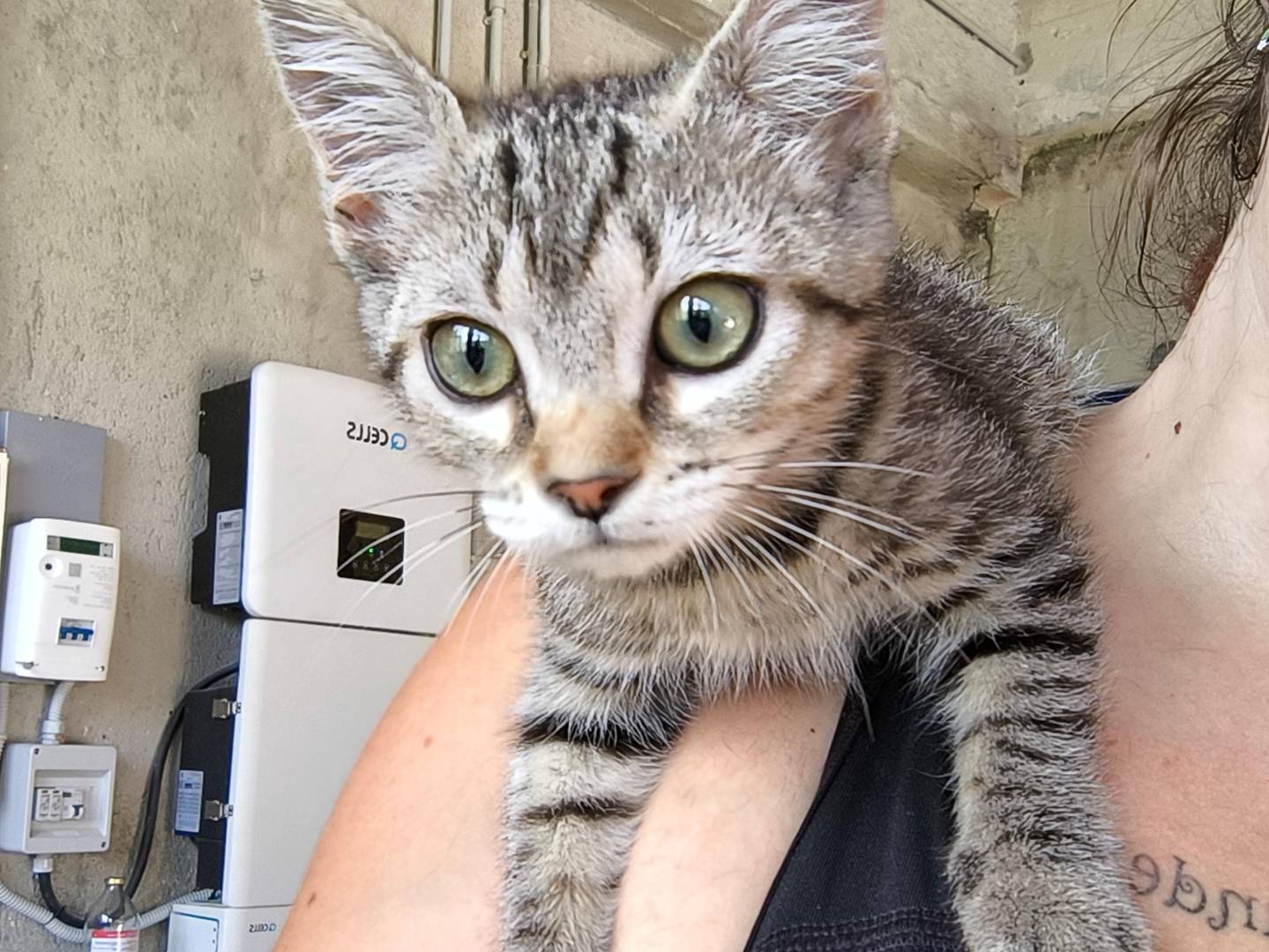 Adozione gatto, femmina, Razza sconosciuta Razza sconosciuta, 2 mesi, taglia non valida, Monza