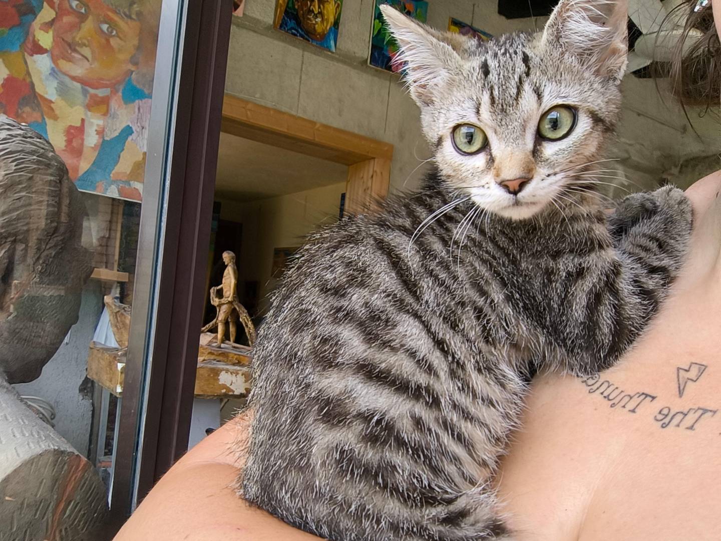 Vuoi adottare un gatto a Monza?