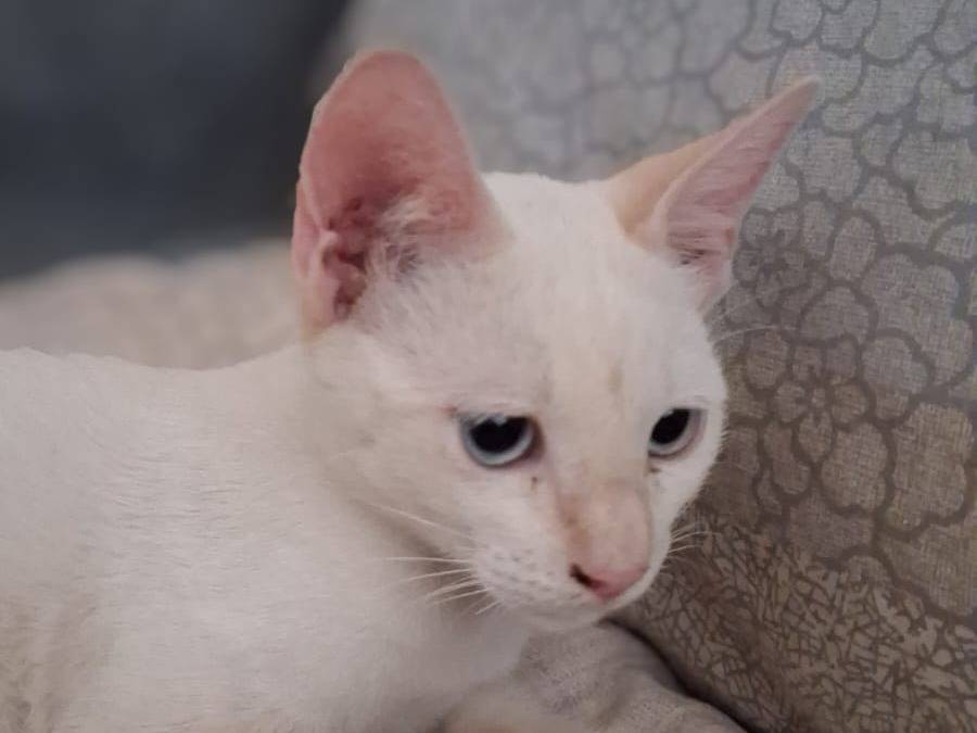 Adotta un gatto, taglia non valida, maschio, Ragusa