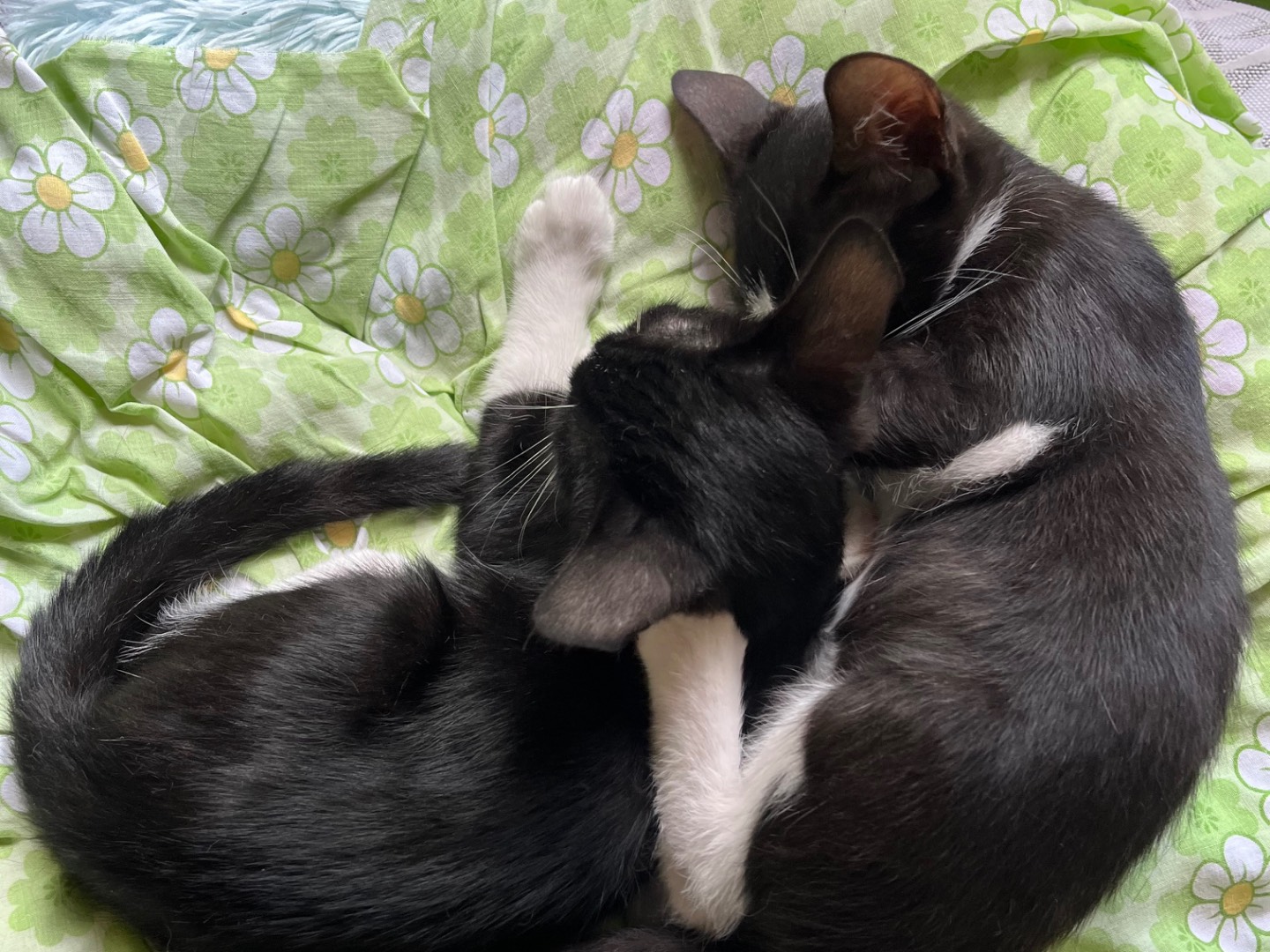 Adozione gatto, maschio, Razza sconosciuta Razza sconosciuta, 2 mesi, taglia non valida, Padova