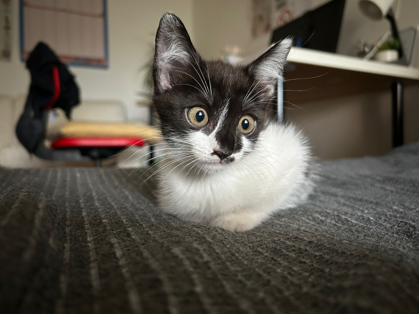Vuoi adottare un gatto a Padova?