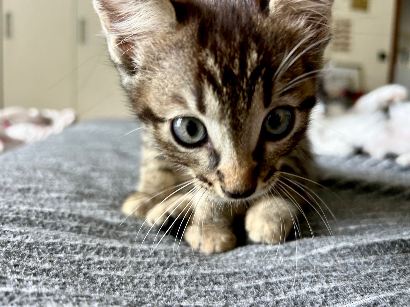Adotta il gatto POPPYeREMIE a Padova