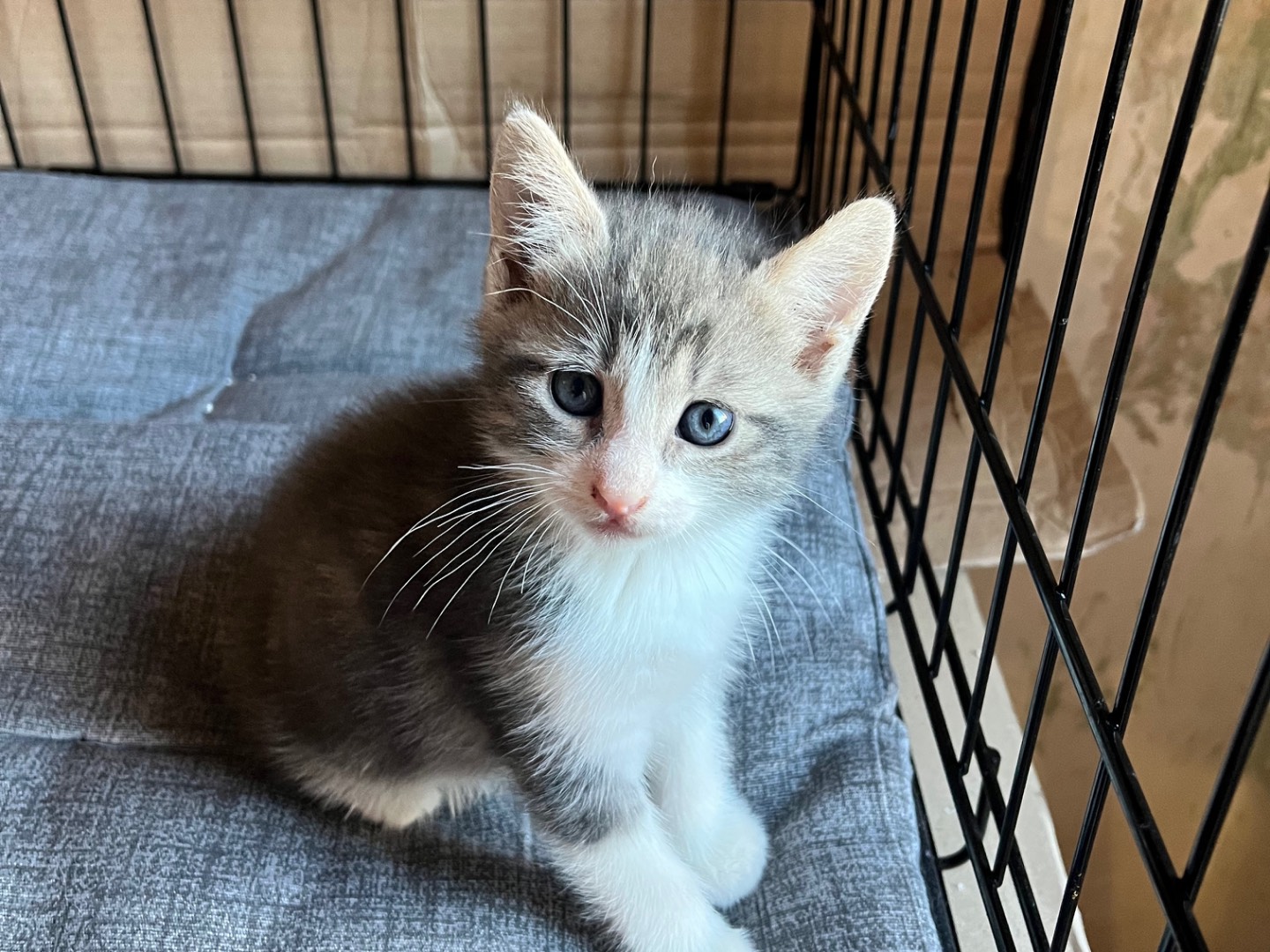 Adozione gatto, maschio, Razza sconosciuta Razza sconosciuta, 1 mesi, taglia non valida, Padova