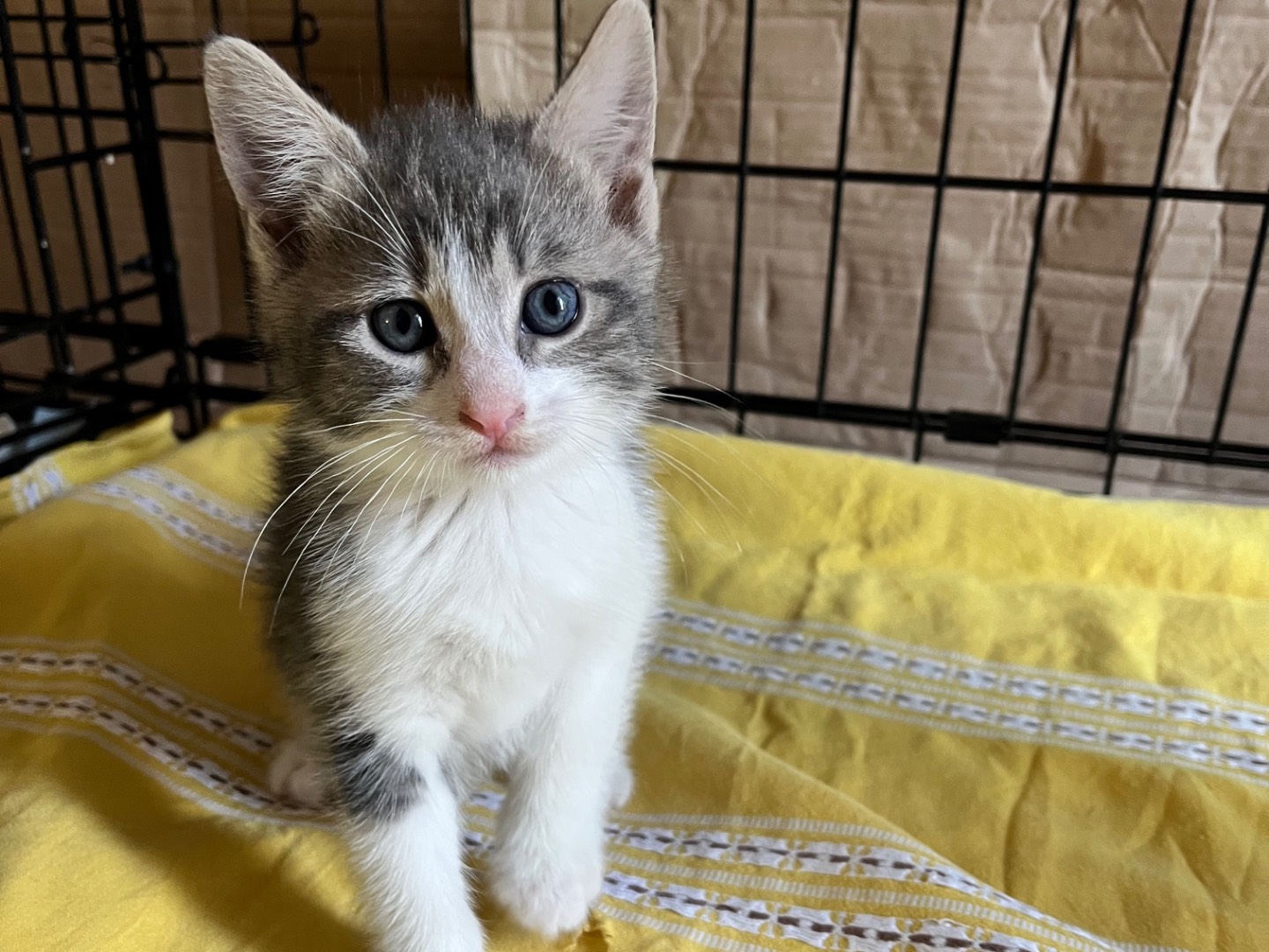 Adotta un gatto, taglia non valida, maschio, Padova