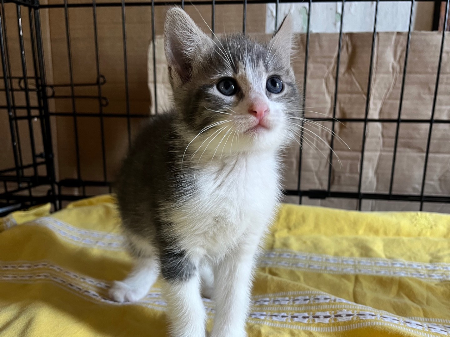 Vuoi adottare un gatto a Padova?