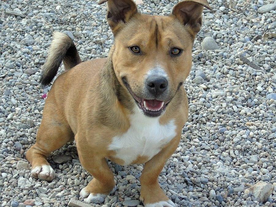 Adotta un cane, maschio, 3 anni e 8 mesi, Lodi