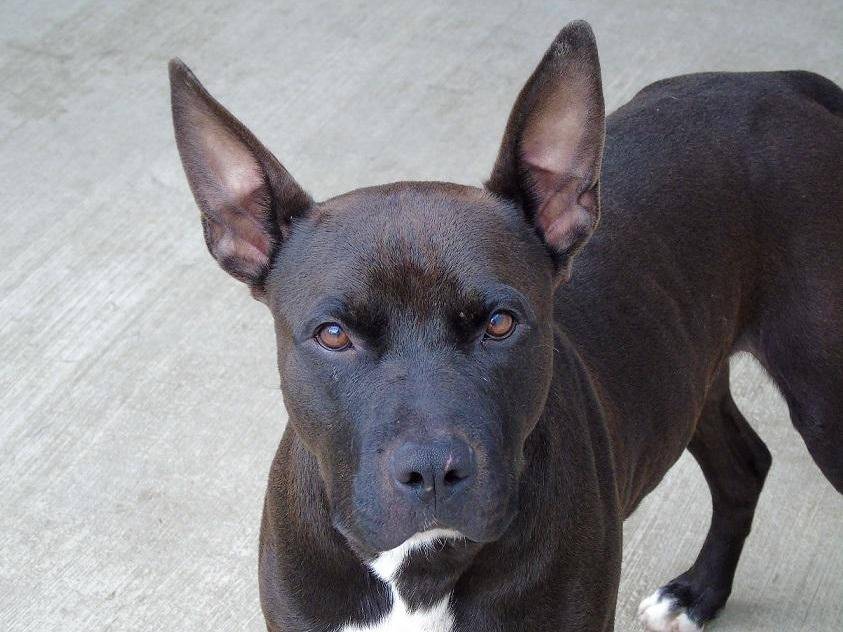 Adotta un cane, taglia media, maschio, Lodi
