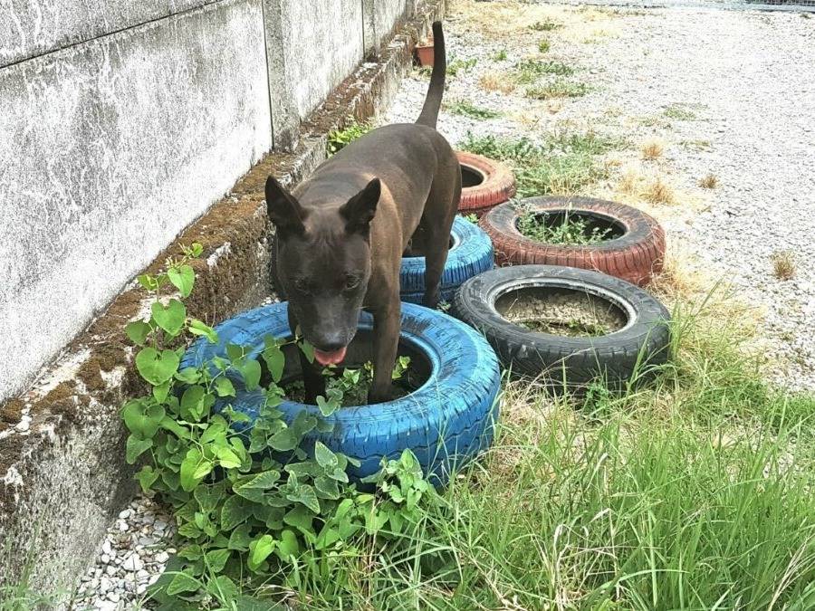Vuoi adottare un cane a Lodi?
