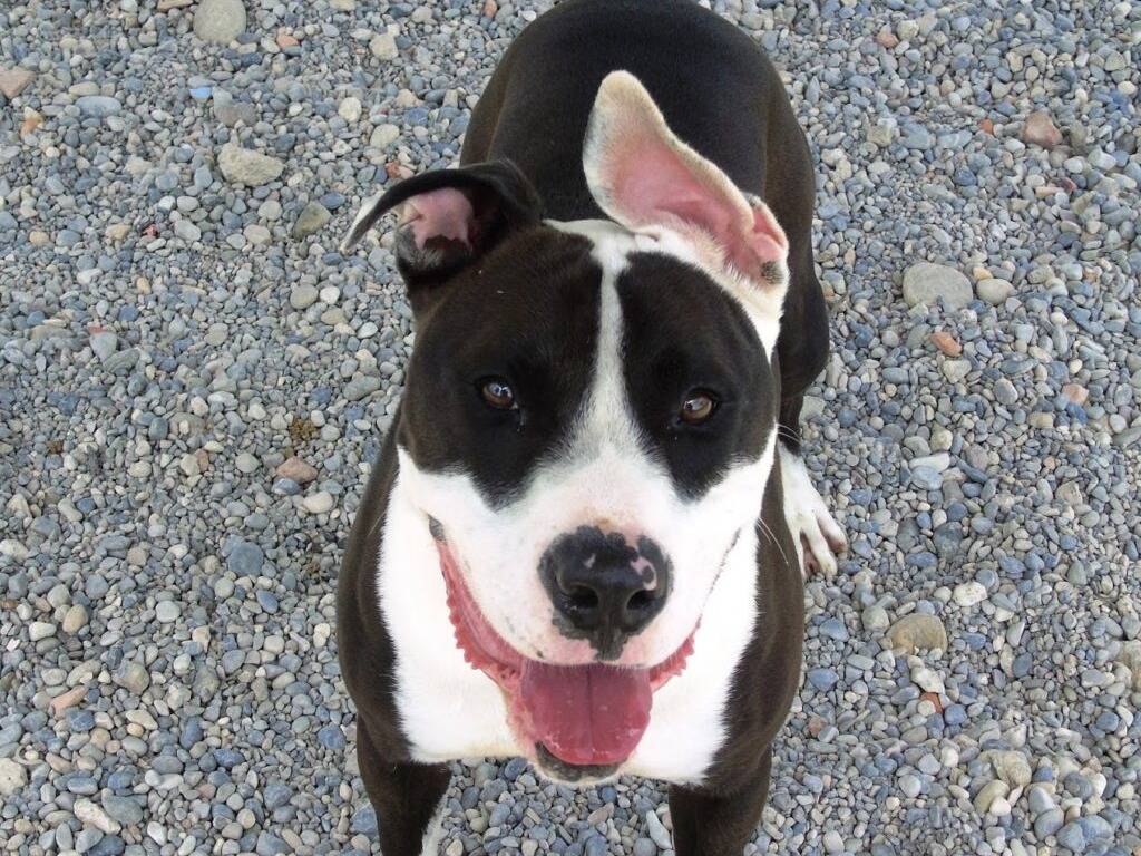 Adotta un cane, maschio, 4 anni e 9 mesi, Lodi
