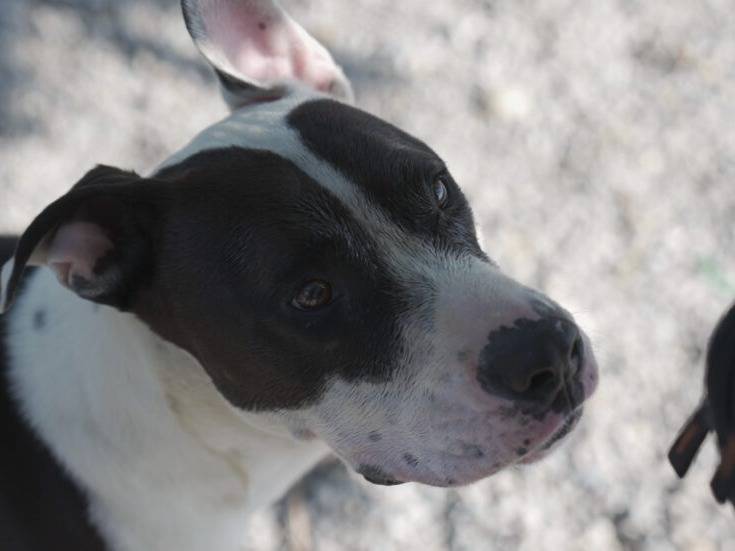 Adotta un cane, taglia grande, maschio, Lodi