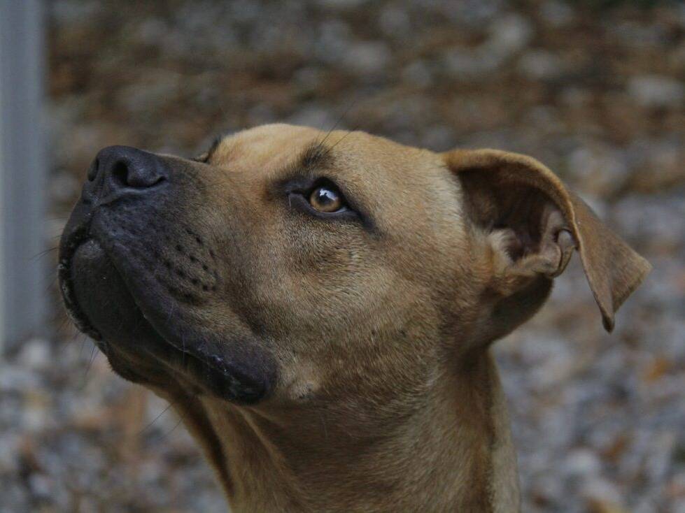 Adotta un cane, taglia media, maschio, Lodi