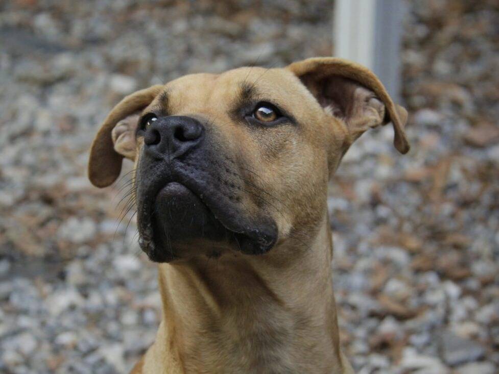 Adotta il cane Atomo a Lodi