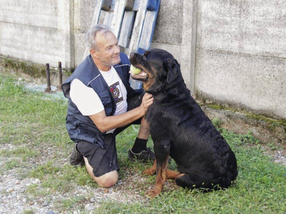 Adotta un cane, taglia gigante, maschio, Lodi