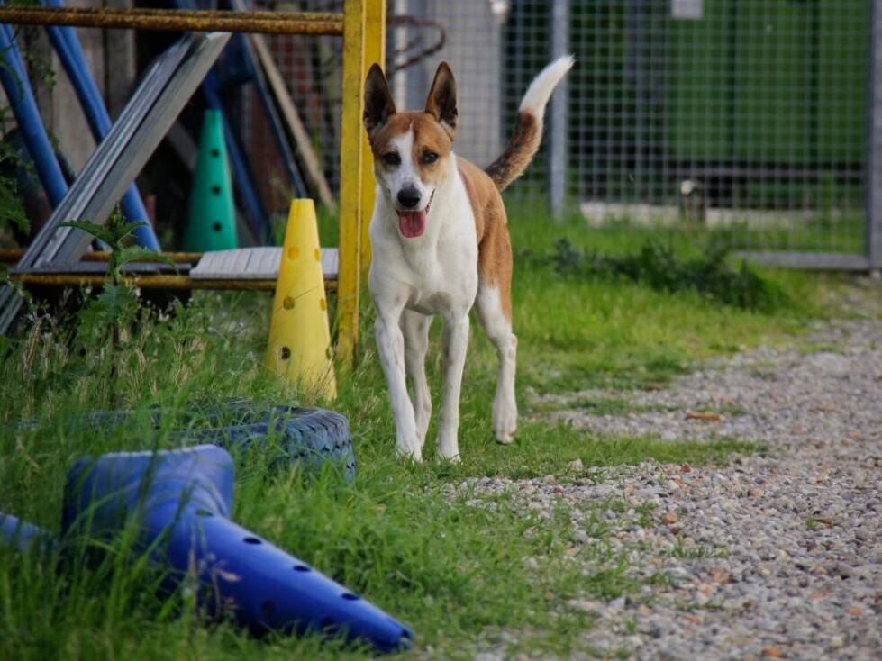 Adotta un cane, maschio, 3 anni e 10 mesi, Lodi