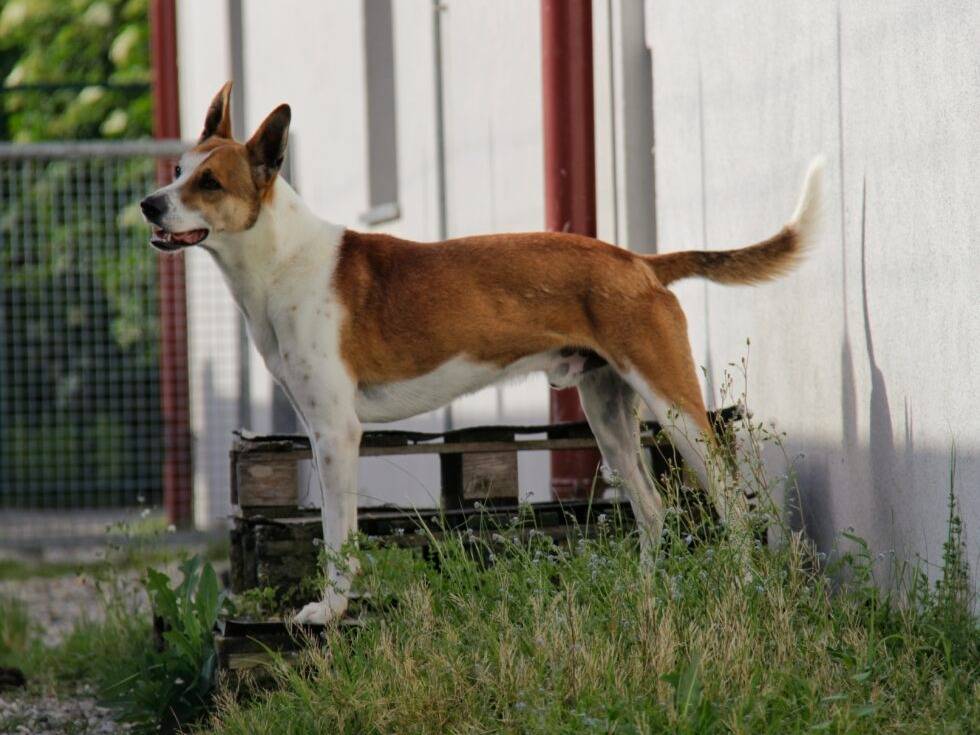 Adotta un cane, taglia media, maschio, Lodi
