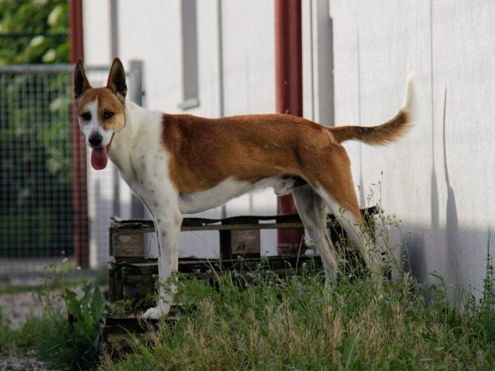 Foto 3 dell'animale